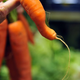 Image for article titled It's A Diet Trend, It's A Stupid Neologism, It's ... Heganism